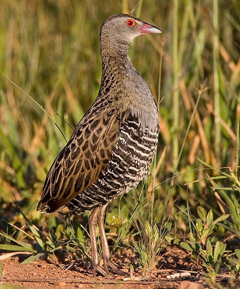 African Crake